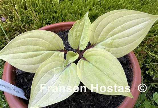 Hosta Lemon Kiss